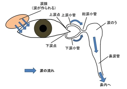 涙道の構造図