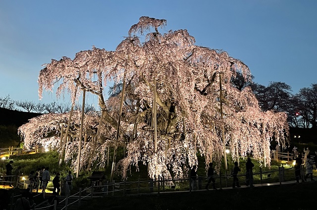 三春滝桜